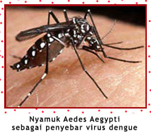 Nyamuk Aedes aegypti sebagai penyebar virus dengue